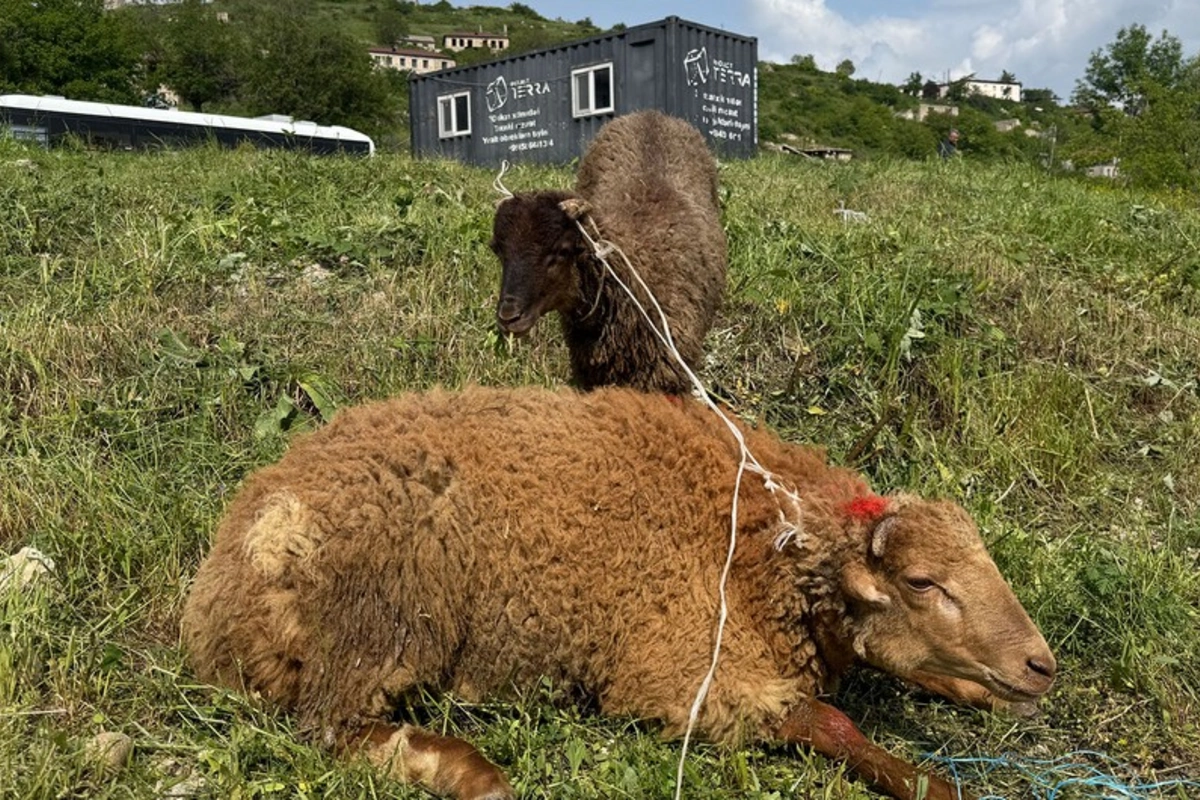Şuşada qurban kəsilərək sakinlərə paylanılıb Şuşada qurban kəsilərək sakinlərə paylanılıb