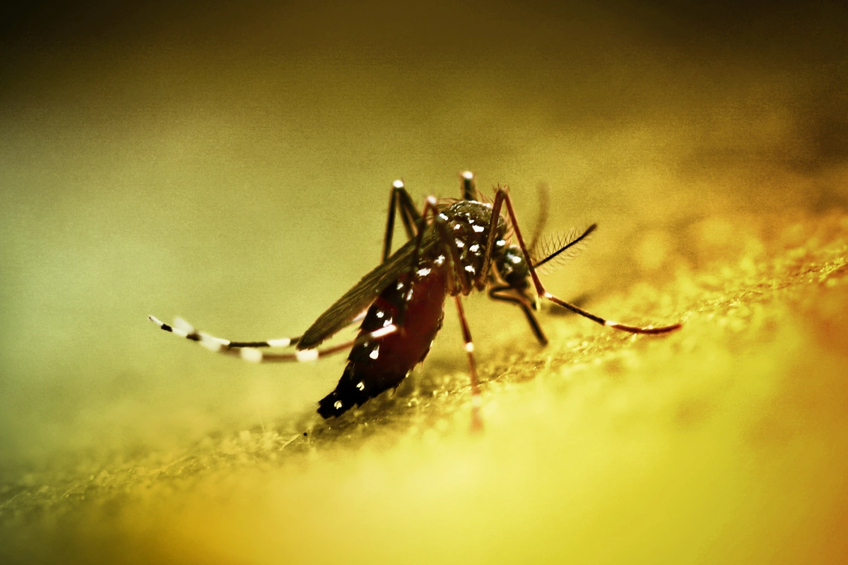 Çində yeni virus YAYILIR Çində yeni virus YAYILIR