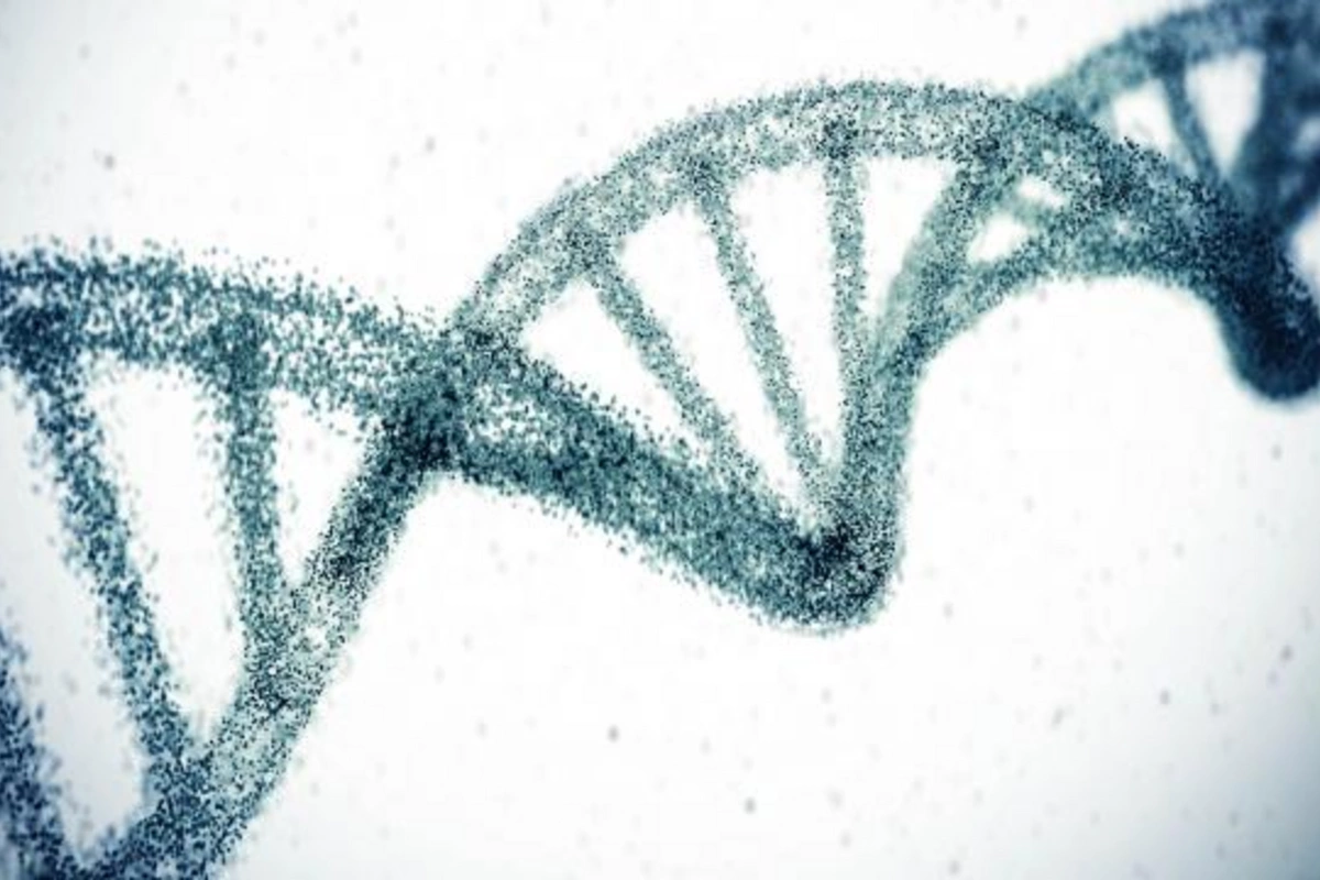 Genetik faktorların ömür uzunluğuna təsiri gözləniləndən daha böyükdür