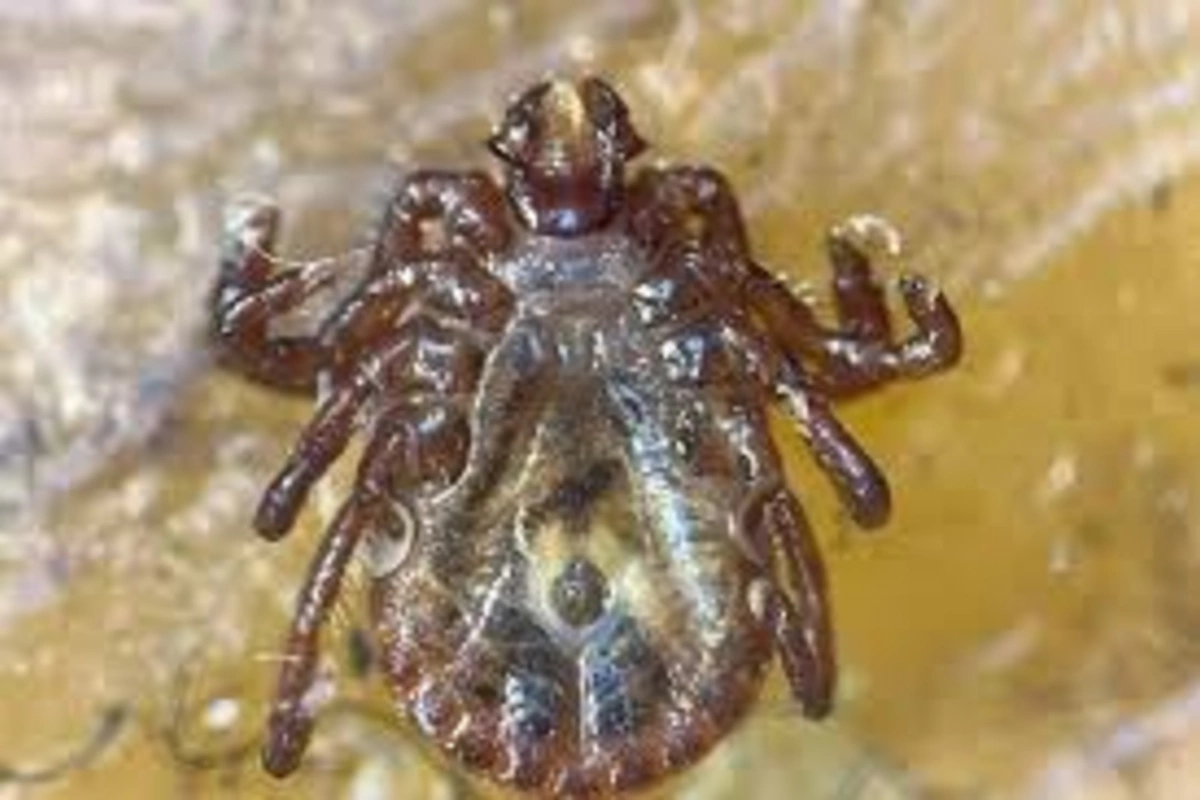 New tick species found in Turkey that carries over 30 diseases New tick species found in Turkey that carries over 30 diseases