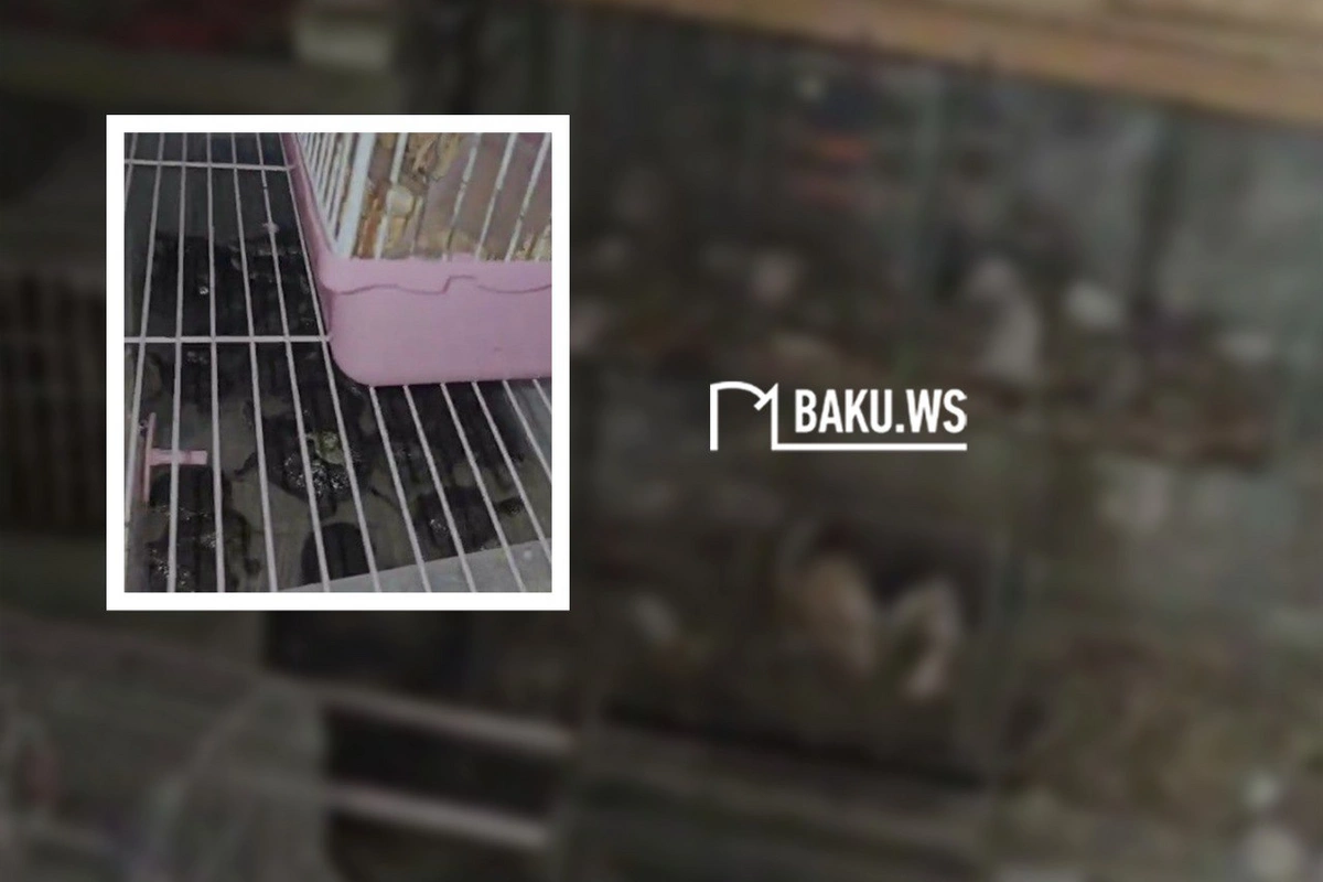 Bakının mərkəzində heyvanlara zülm verilir - Bir-birinin üstündə saxlanılan Xəzər tısbağaları Bakının mərkəzində heyvanlara zülm verilir - Bir-birinin üstündə saxlanılan Xəzər tısbağaları