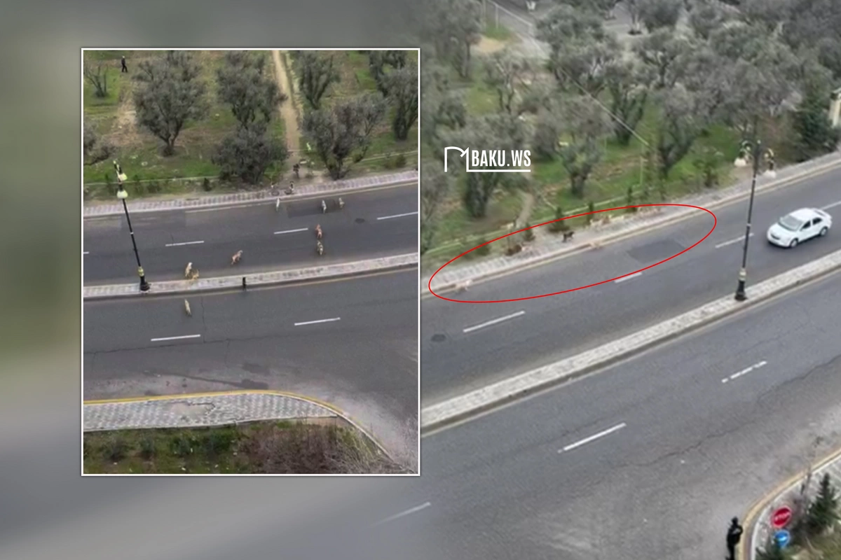 Binəqədi rayonunda sahibsiz itlər sakinlər üçün təhlükə yaradır