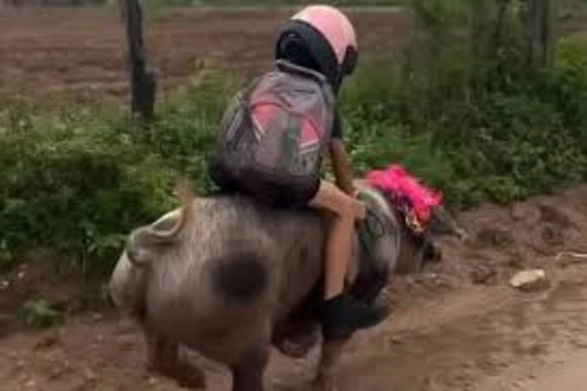 Braziliyada bir oğlan hər gün məktəbə donuza minib gəlir Braziliyada bir oğlan hər gün məktəbə donuza minib gəlir