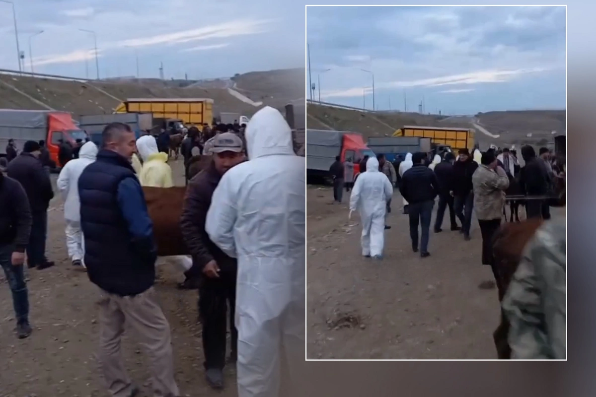 Tovuzda heyvan bazarı dezinfeksiya olunur Tovuzda heyvan bazarı dezinfeksiya olunur