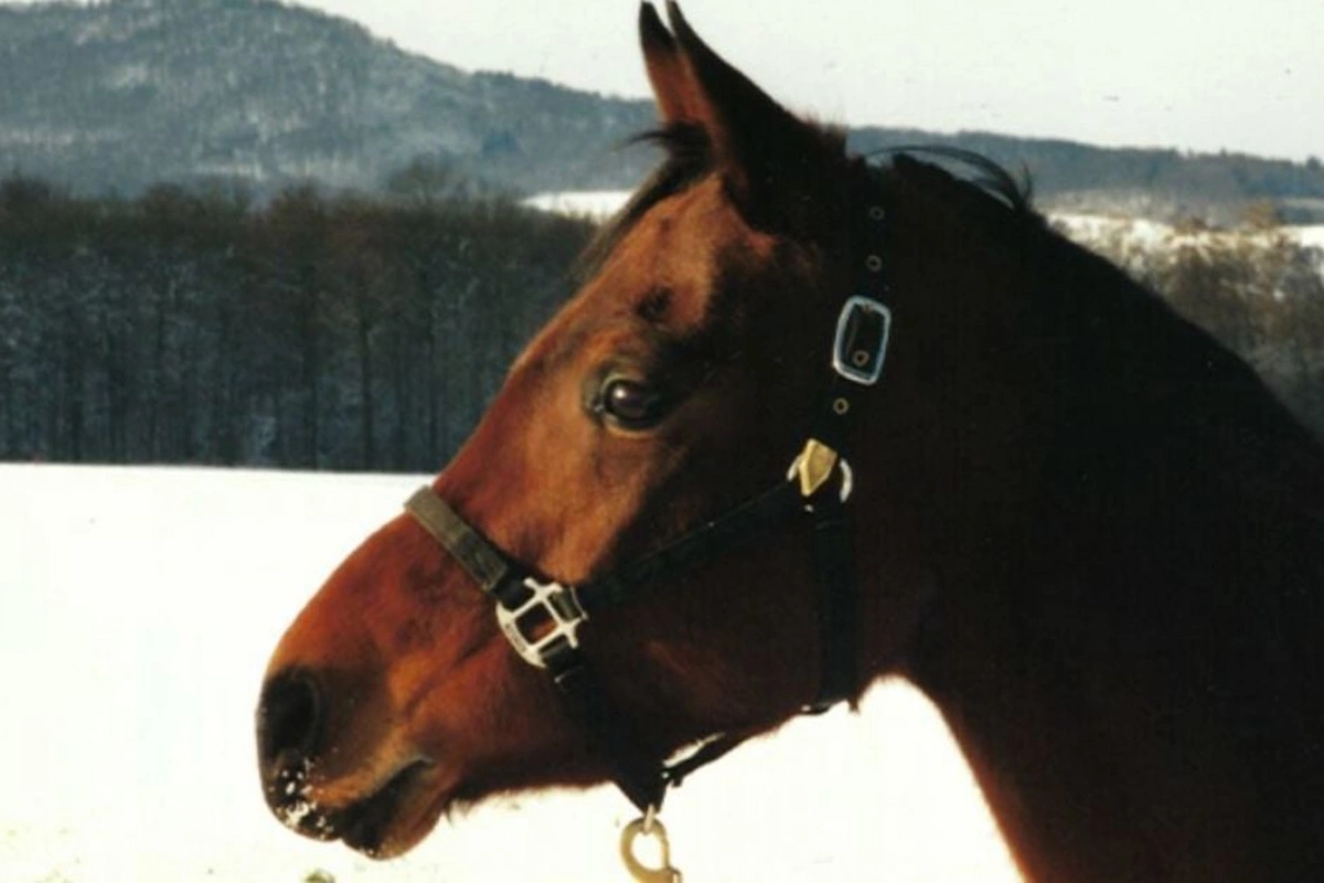 The world's oldest horse, once owned by a legendary actor, has died The world's oldest horse, once owned by a legendary actor, has died