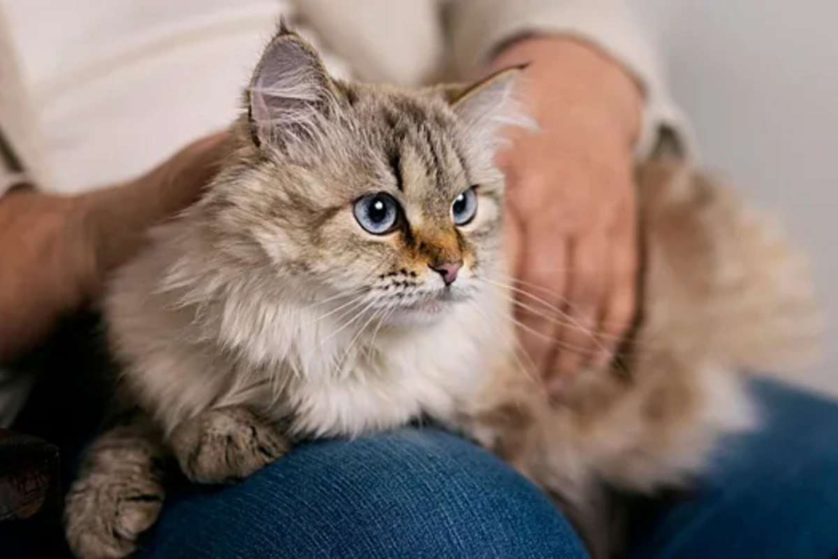 Pişiklər xərçəngin müalicəsinə kömək edə bilər