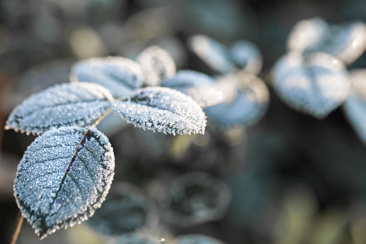 Sabah 20° şaxta düşəcək - 10.03.2026
