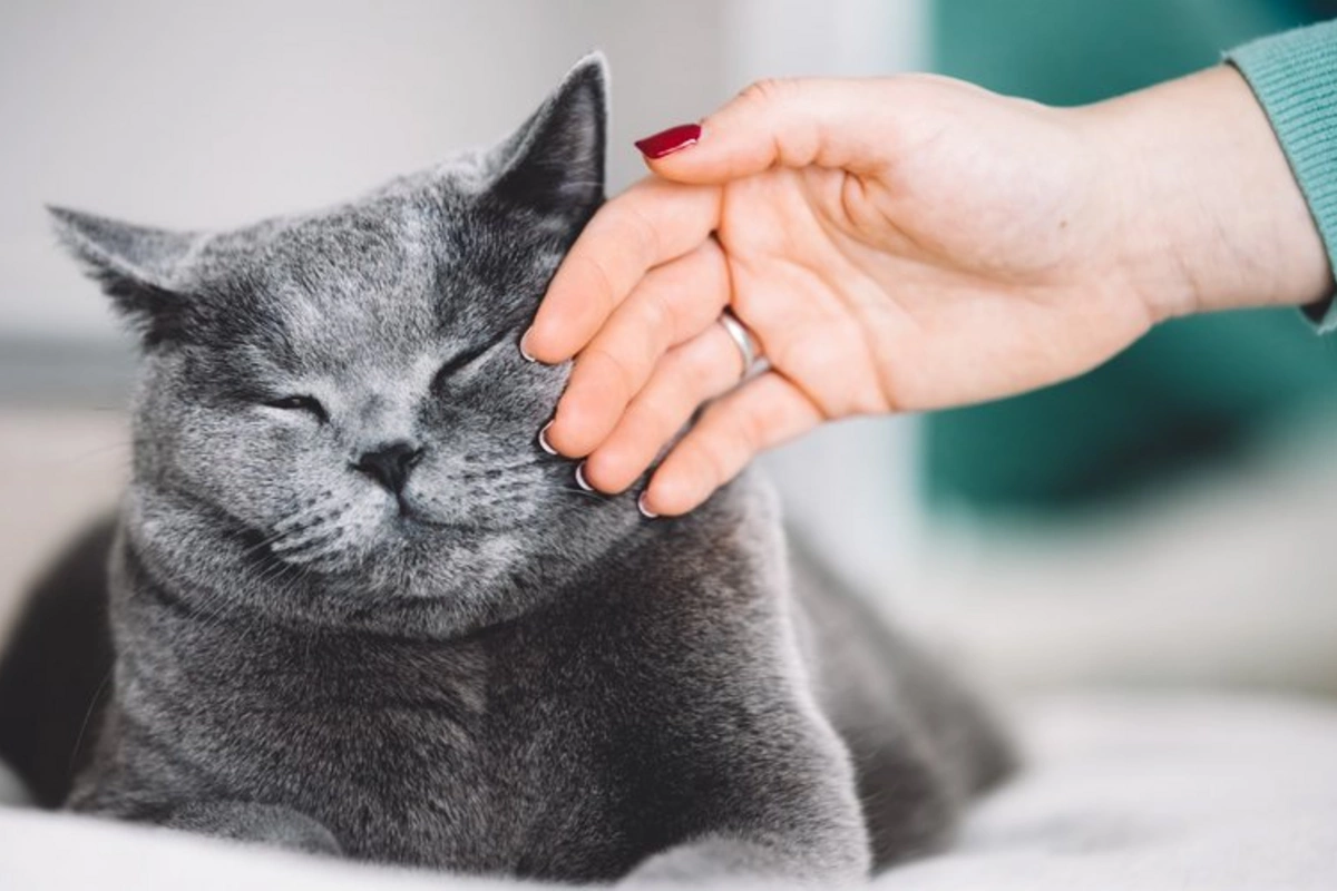 The Benefits of Cats for Heart Health Explained The Benefits of Cats for Heart Health Explained