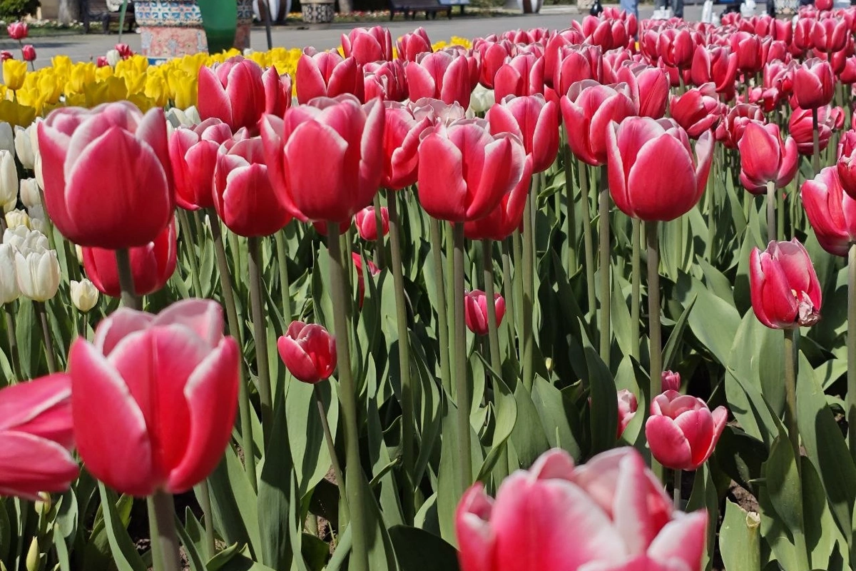 Bakıda 16 dərəcə isti olacaq