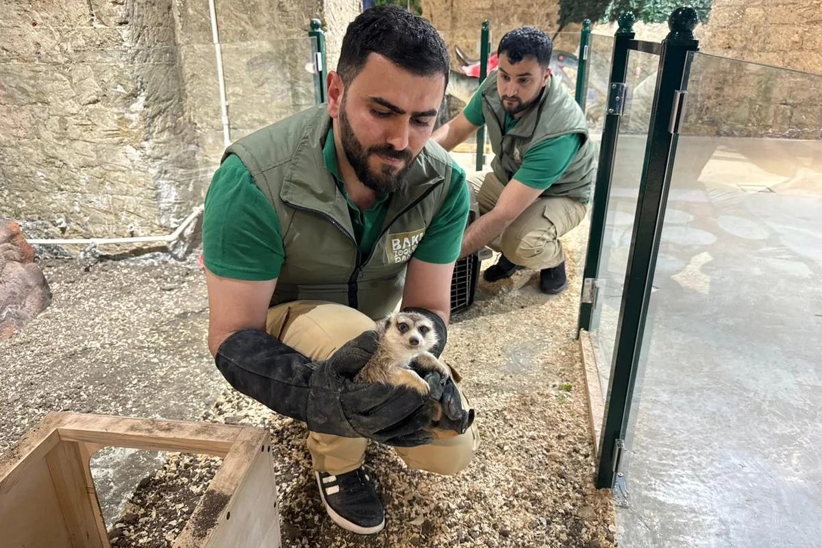 Ponilanddə qanunsuz saxlanılan vəhşi heyvanlar xilas edilib