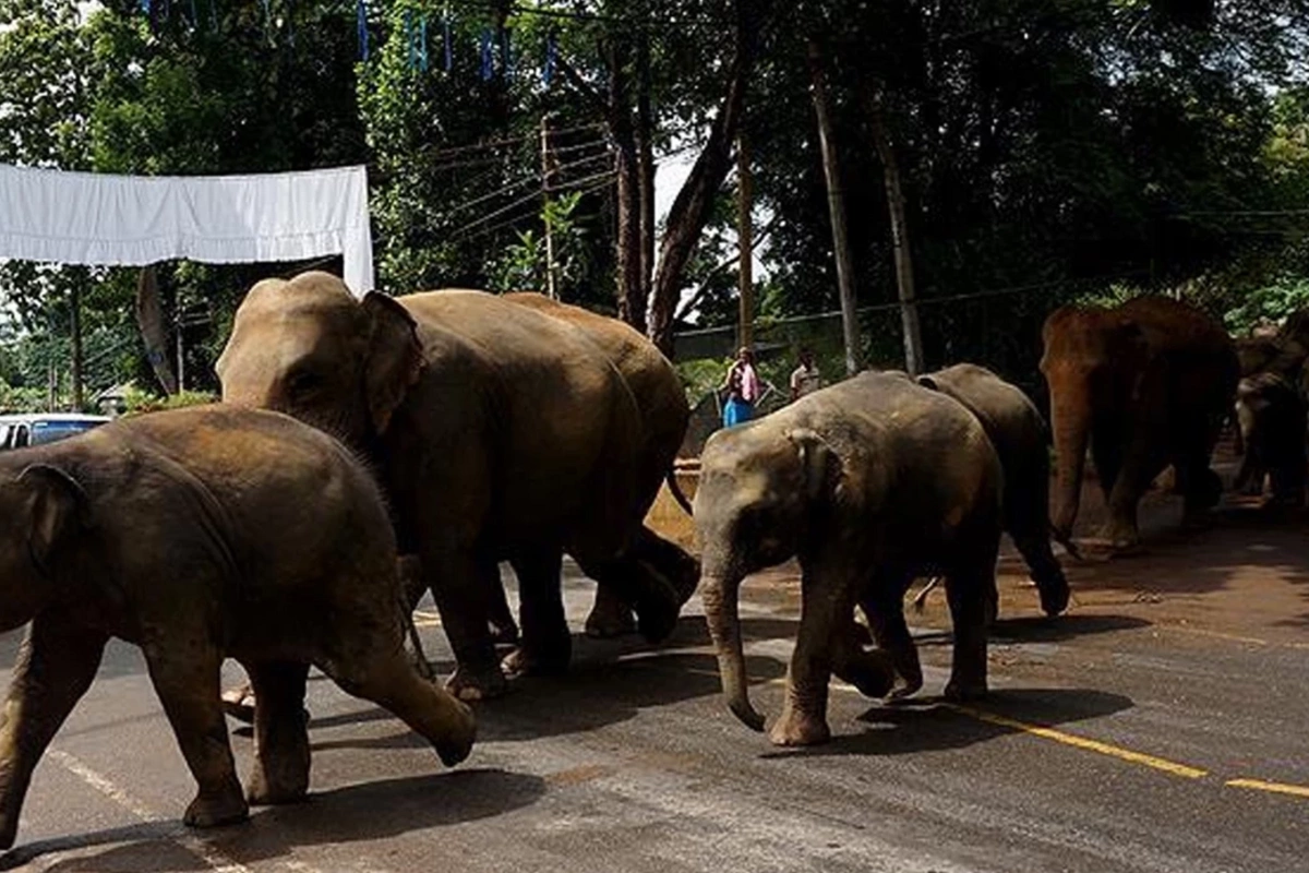 Hindistanda sərnişin qatarı fillərə çırpıldı: 7 fil tələf oldu