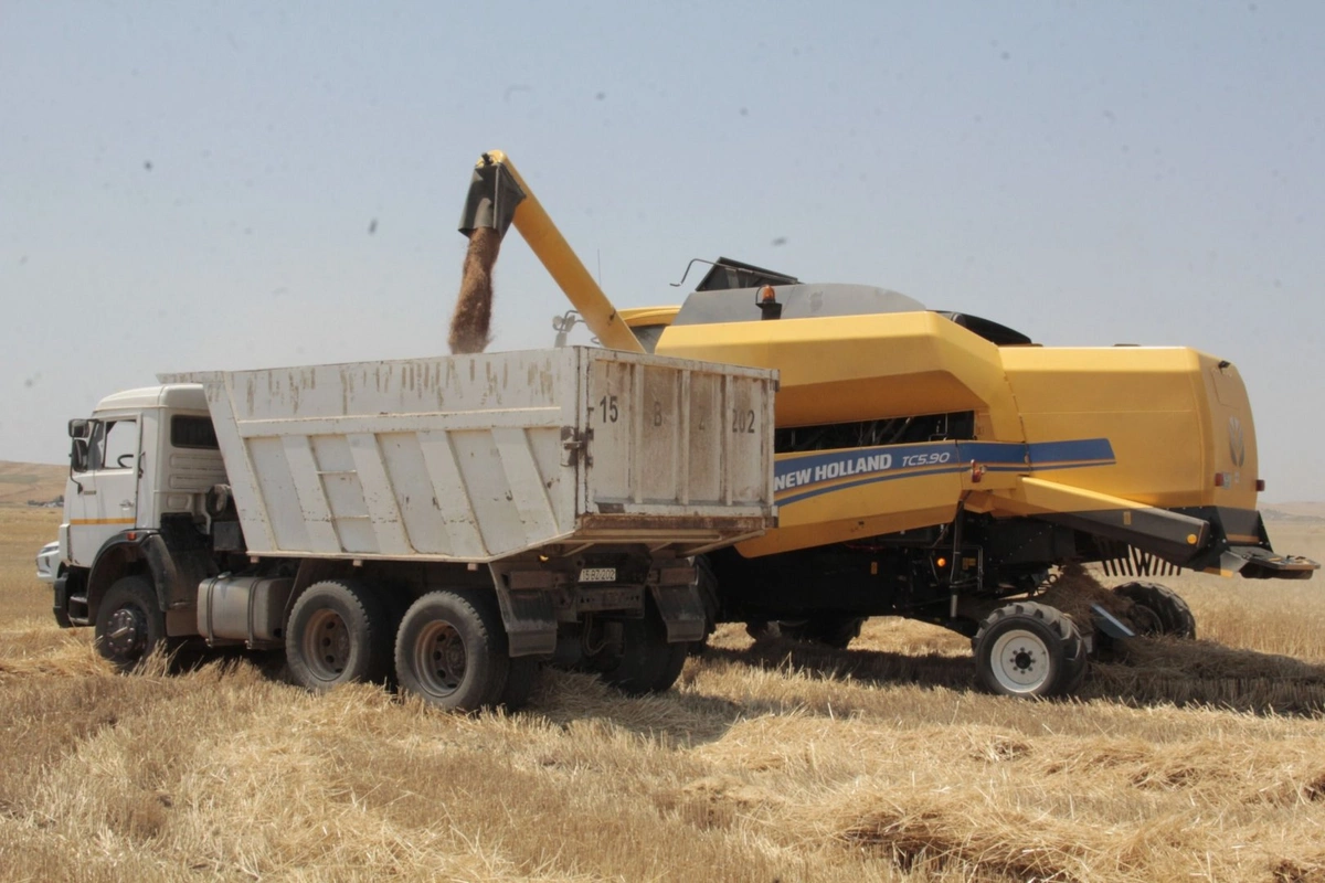 Azərbaycanda 400 tonadək arpa və buğda yığılıb Azərbaycanda 400 tonadək arpa və buğda yığılıb