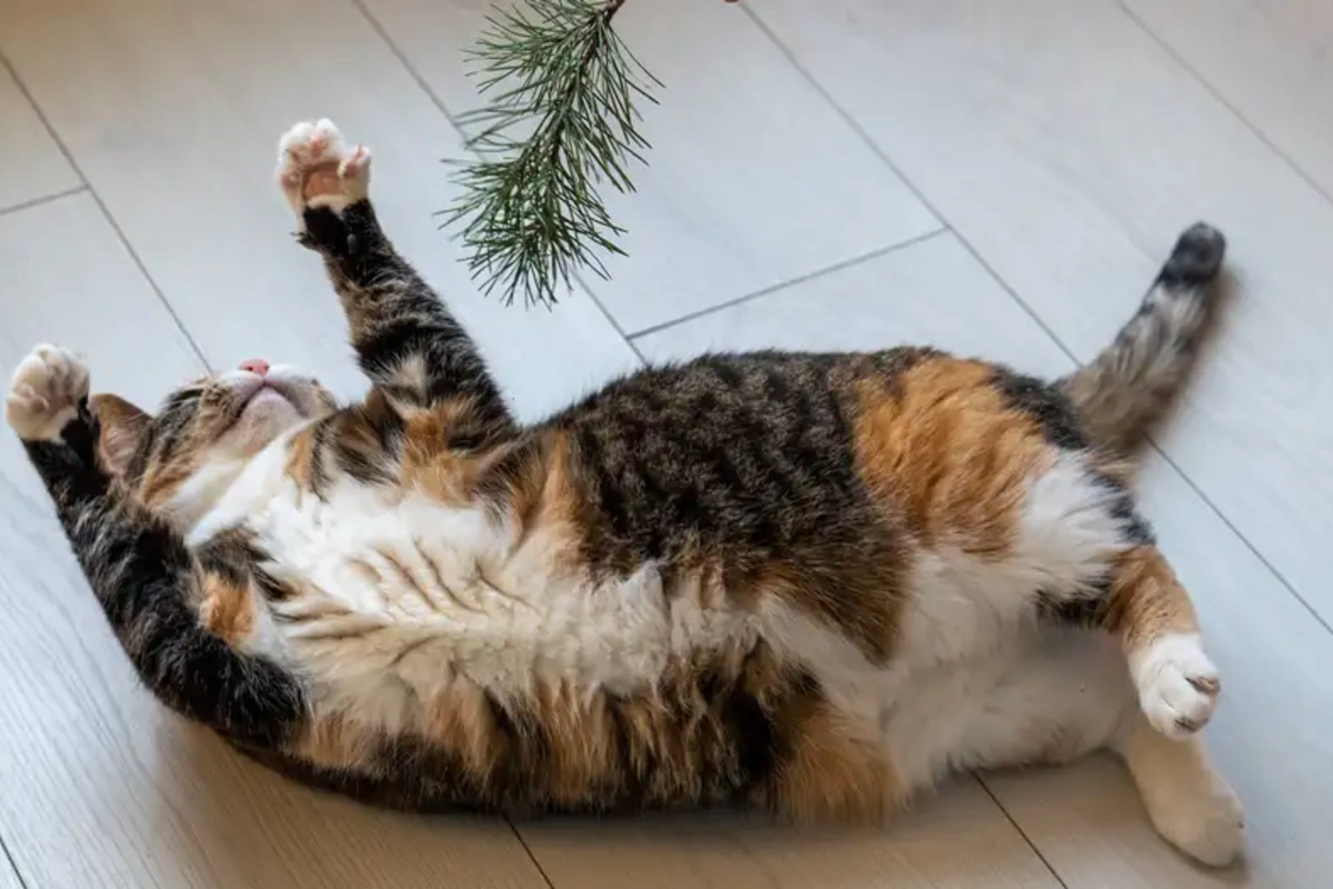 August 8 — World Cat Day: how the four-legged rule the world