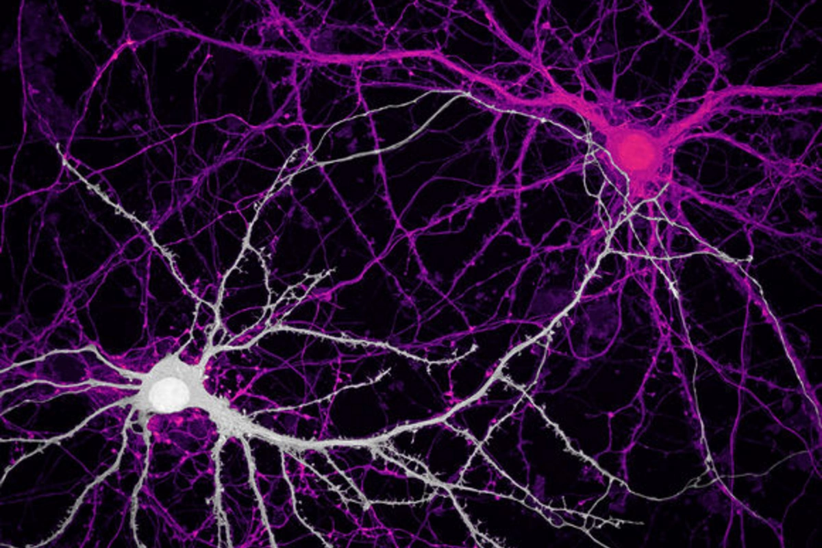 Scientists have identified hidden neural connections in the human brain for the first time