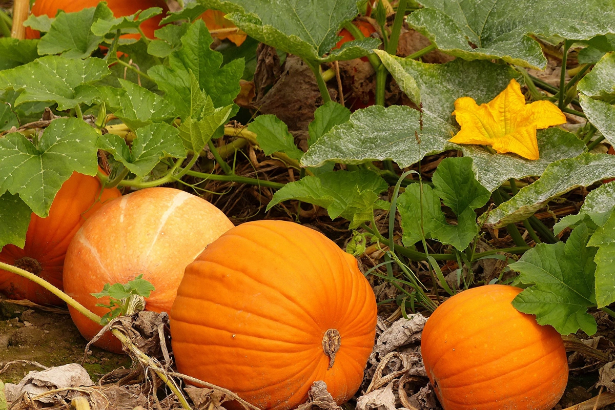 Nutritionists named 5 most beneficial autumn foods Nutritionists named 5 most beneficial autumn foods