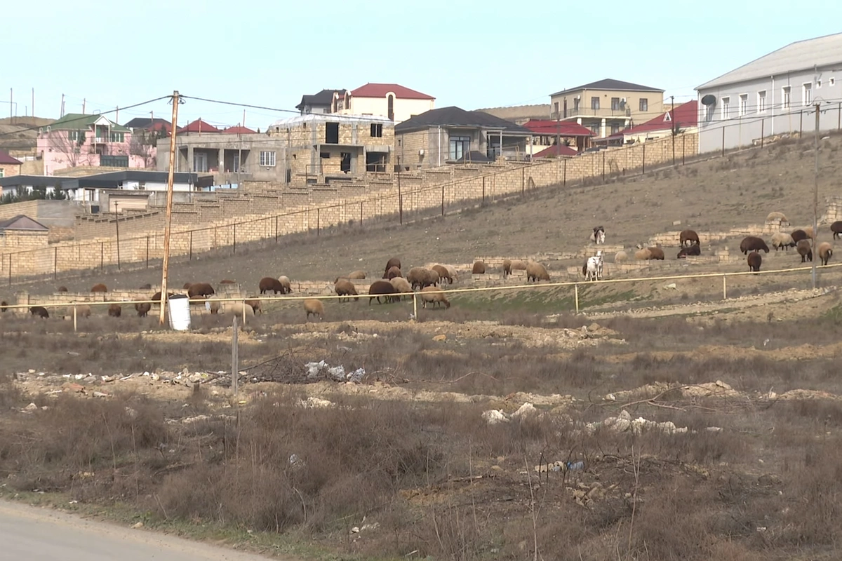 Novxanıda ferma sahibi ilə sakinlər arasında NARAZILIQ - VİDEO