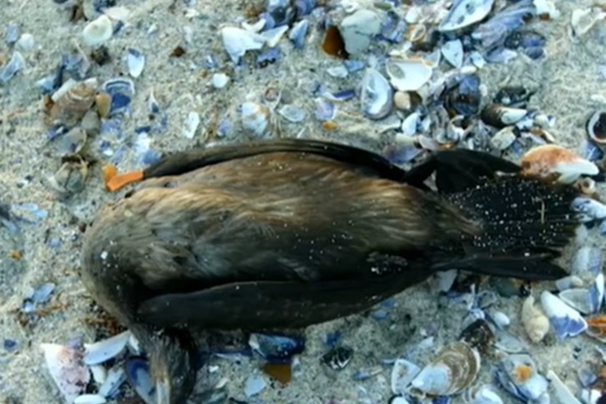 Xəzərin sahilində quşların kütləvi tələfatının səbəbi açıqlandı