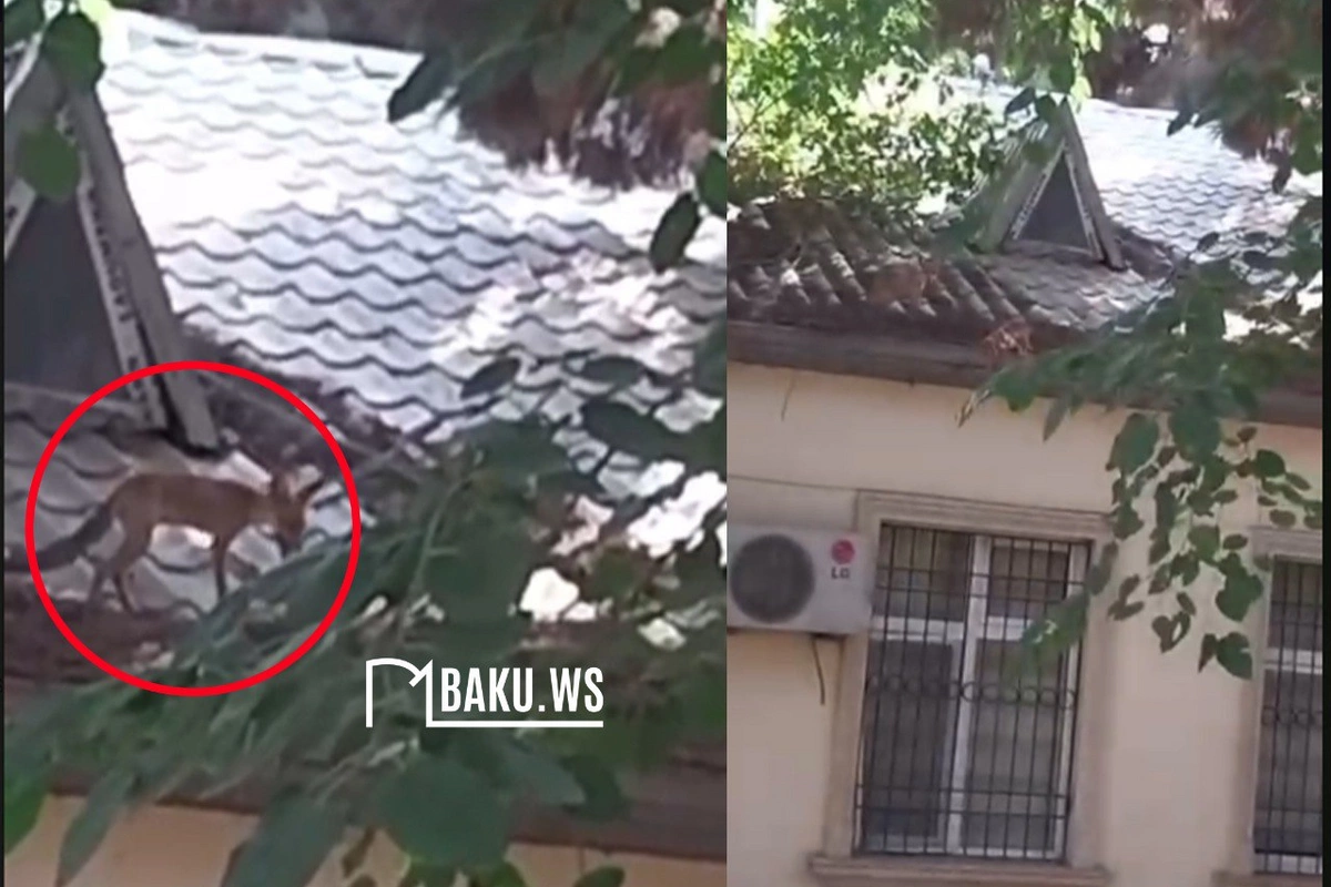 Bakıda uşaq bağçasının damında tülkü gəzir - ANBAAN VİDEO Bakıda uşaq bağçasının damında tülkü gəzir - ANBAAN VİDEO