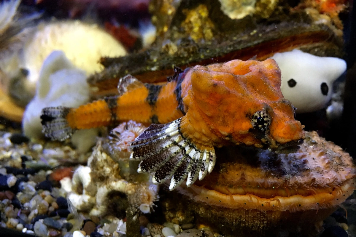 Ученые показали рыбу, которая использует свою голову как барабан