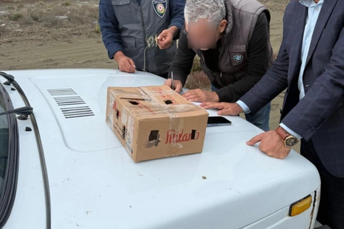 Şahin ovlamağa çalışan şəxs saxlanıldı Şahin ovlamağa çalışan şəxs saxlanıldı