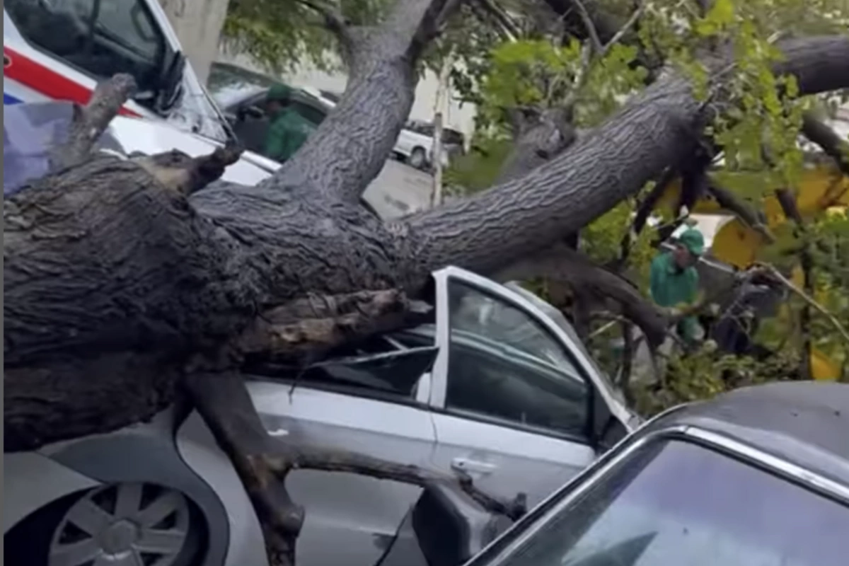 Bakıda ağac avtomobilin üzərinə aşdı
