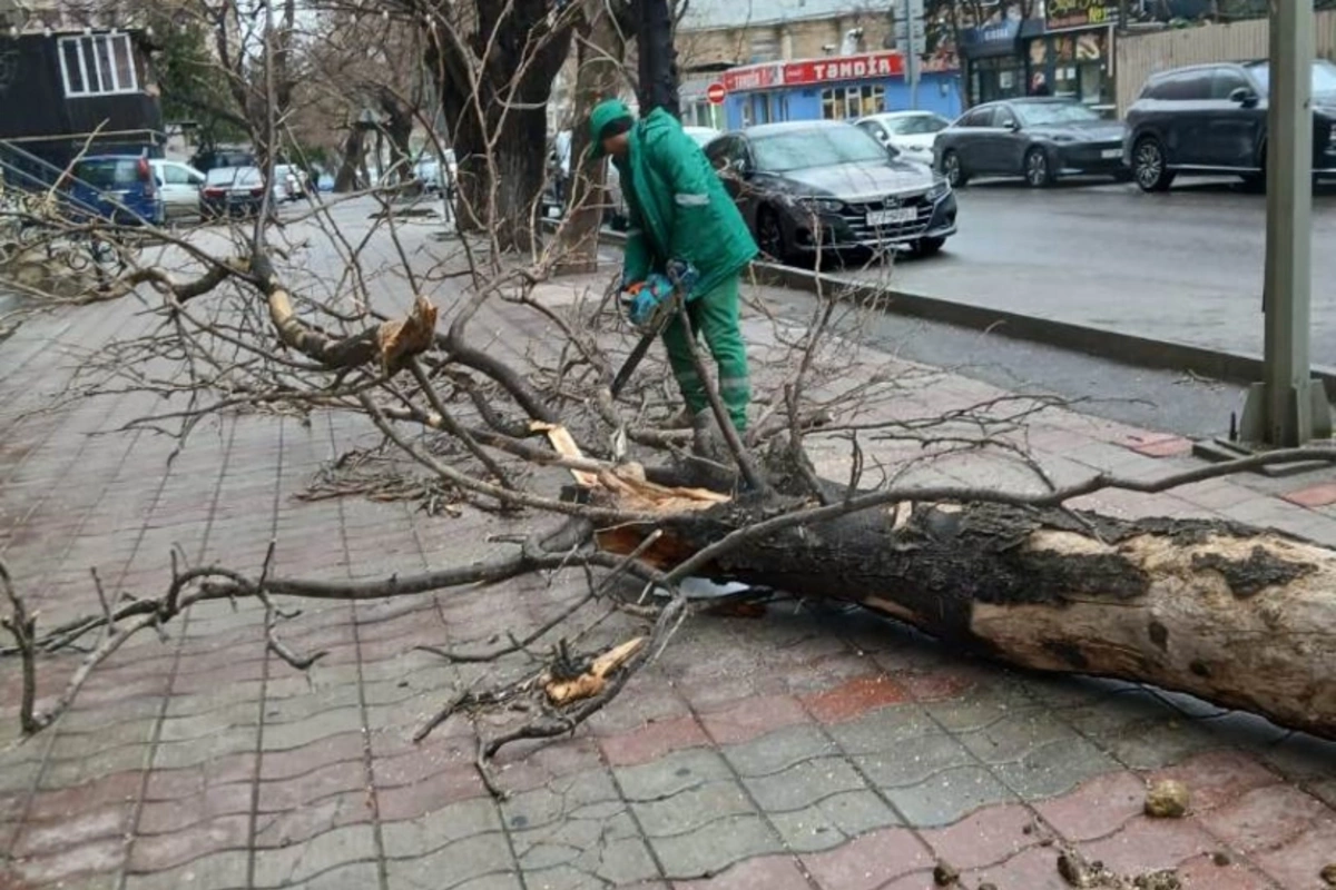 Güclü külək Bakıda 37 ağacı sındırıb