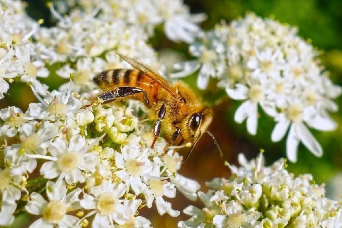Amazon arıları dünyada qanuni hüquqları olan ilk həşərat oldular