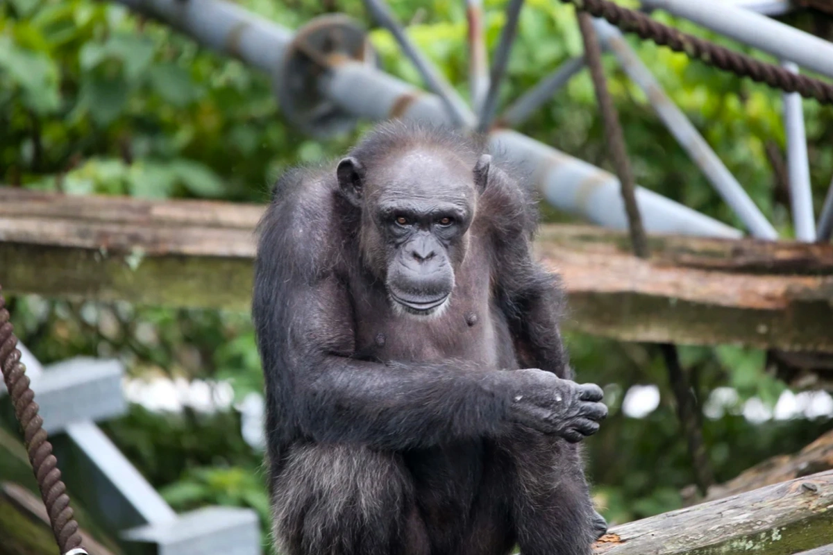 Şimpanzelər arasında müharibə: 24 hücumda 17 bala öldürülüb