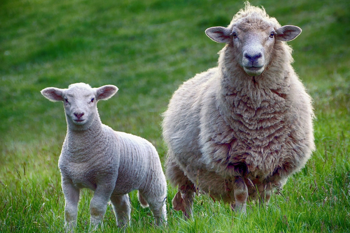 АПБА возобновляет транзит грузинского скота через Азербайджан