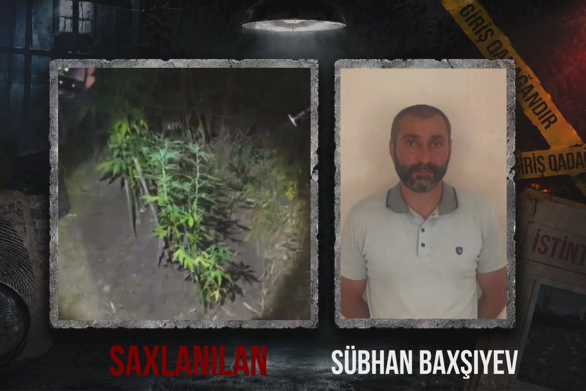 Ağsuda narkotik plantasiyası aşkar edildi