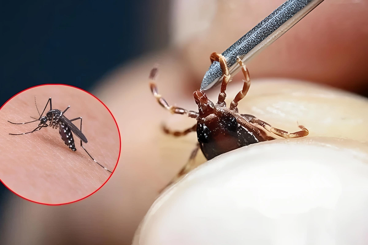 Mütəxəssislərdən ağcaqanad və gənə xəbərdarlığı: Xəstəlik riski artır