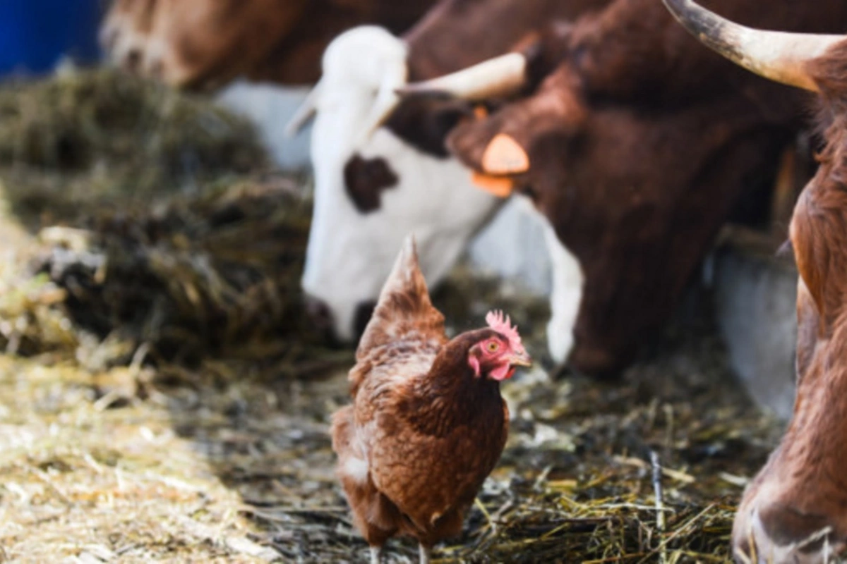 В Азербайджане введены ограничения на импорт мяса из ряда стран
