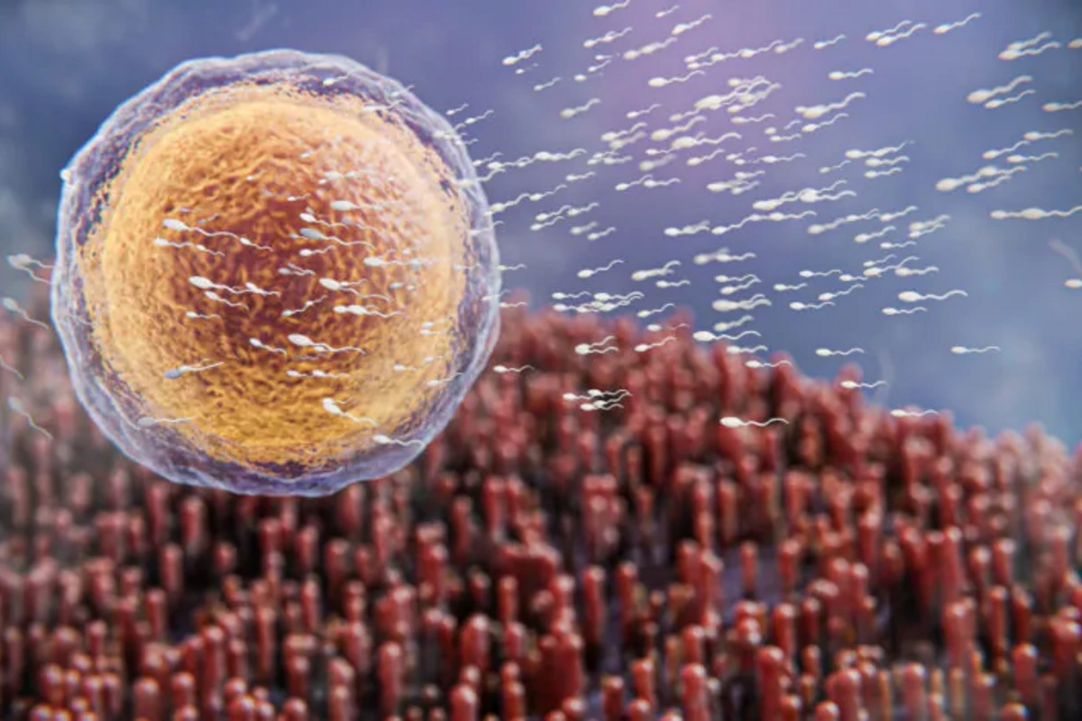 Named the bacteria that helps defeat cancer