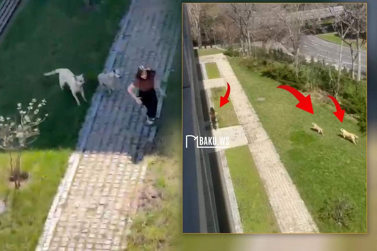 Universitetin həyətində tələbə qıza itlər hücum etdi