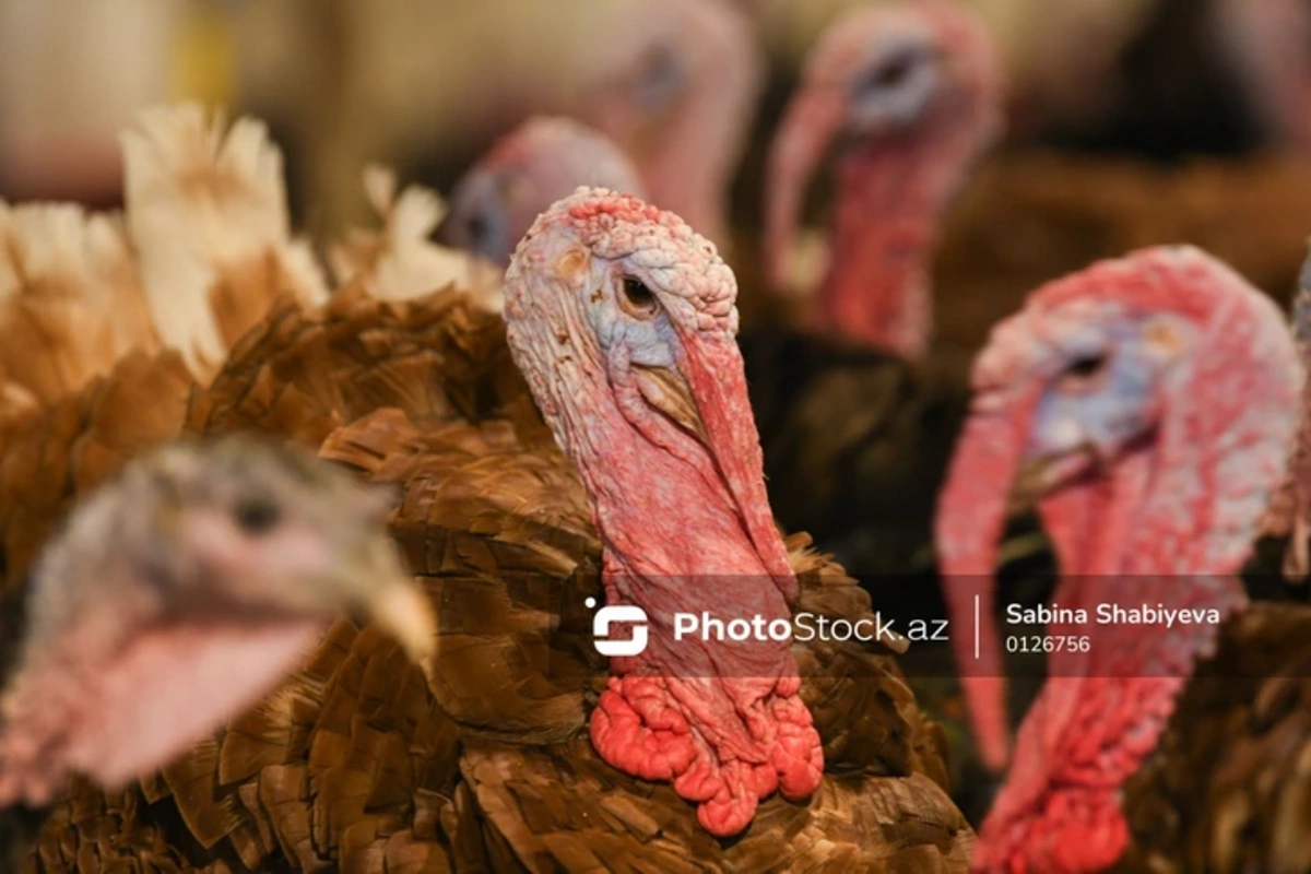 Предновогодний ажиотаж в Баку: цены на домашнюю птицу взлетели