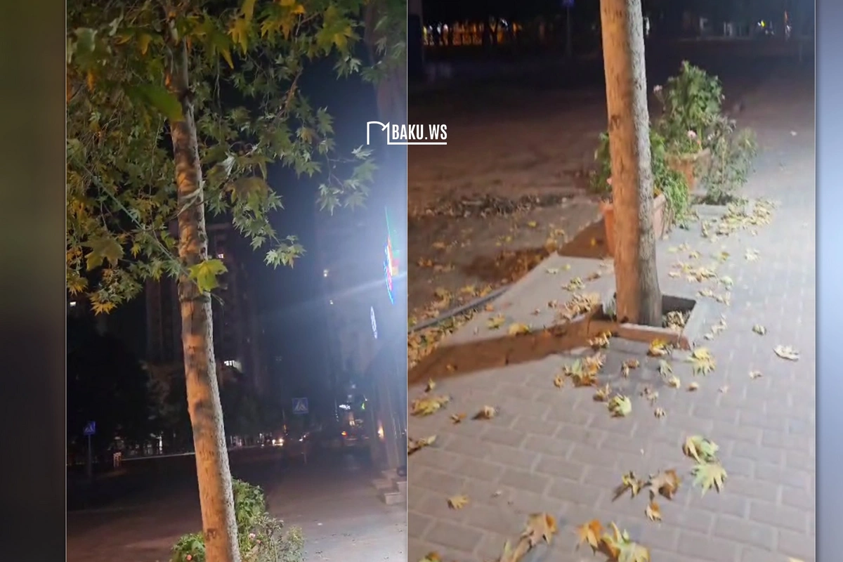 Аномальное явление в Баку: осенний листопад в середине лета