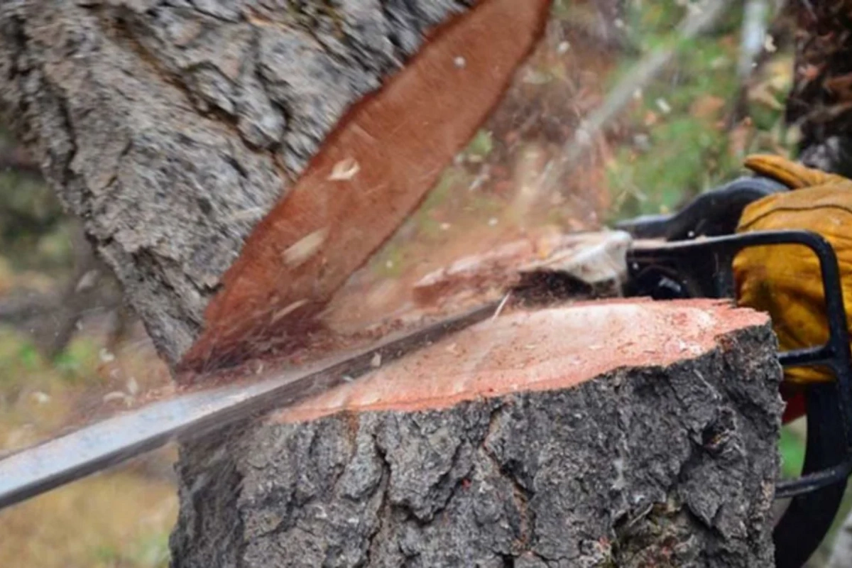 Bakı və Sumqayıtda yaşıllıqların qanunsuz kəsilməsi faktları aşkar olunub