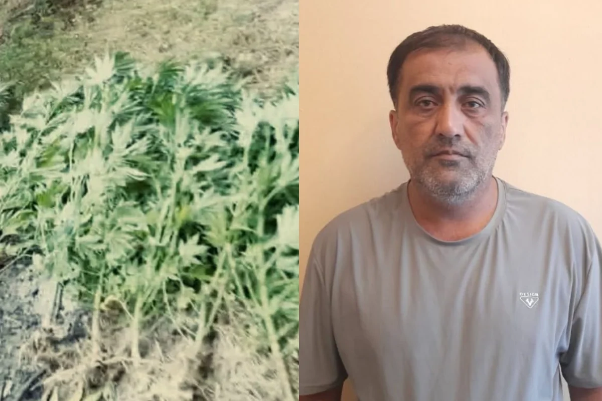 Göyçayda həyətində çətənə kolu yetişdirən şəxs tutulub