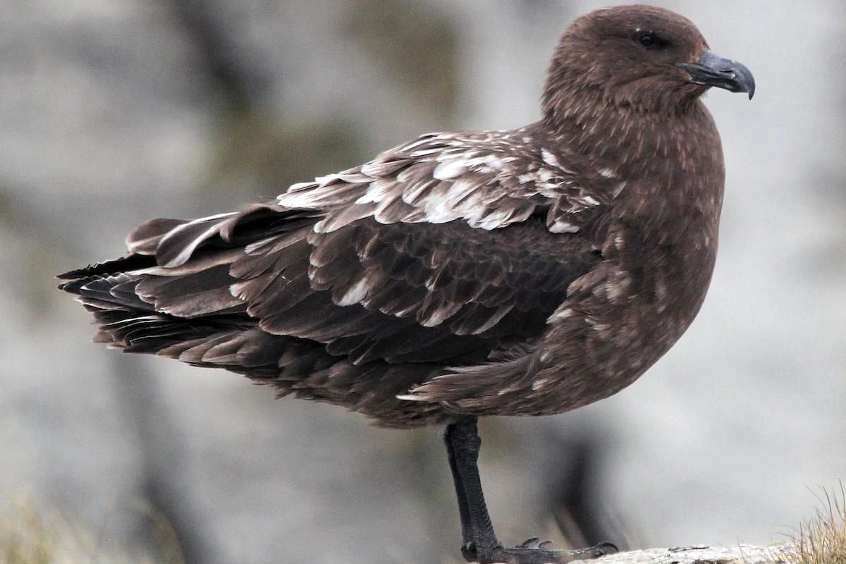 Avstraliyada quş qripi təhlükəsi: H5N1 şübhəsi qeydə alındı