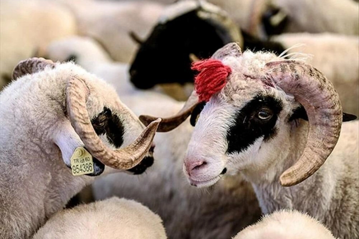 Qurbanlıq heyvan kəsməyib onun dəyərində pul yardımı etmək olar? - AÇIQLAMA