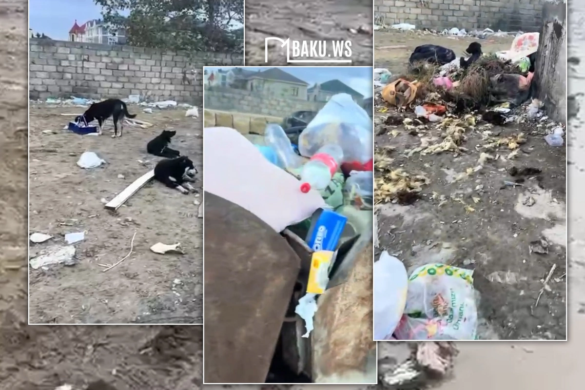 Masazırda məktəb yolu baxımsız vəziyyətdədir – ərazidə zibil və sahibsiz itlər təhlükə yaradır