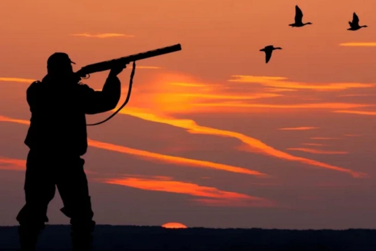 Охота без правил: как браконьерство уничтожает фауну Азербайджана