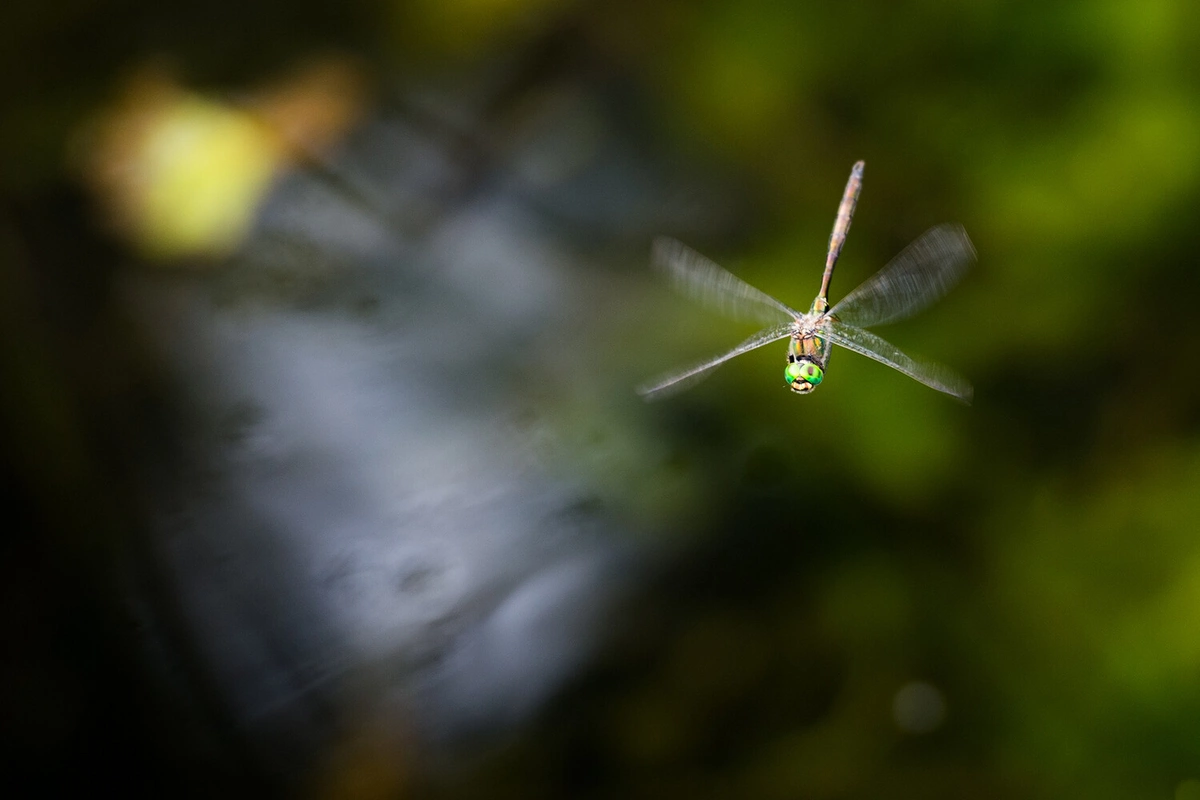 Biologists have recreated the real sound of Jurassic period forests for the first time