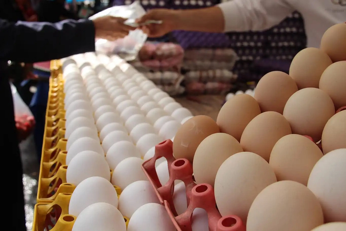 Азербайджану грозит дефицит яиц? - ОФИЦИАЛЬНЫЙ ОТВЕТ