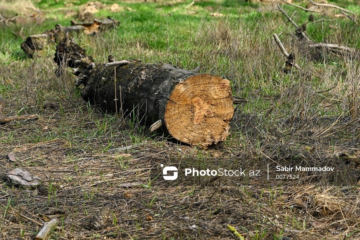 Ağacların qanunsuz kəsilməsinə görə yaşıllıqlara 25 min manatdan çox ziyan dəyib