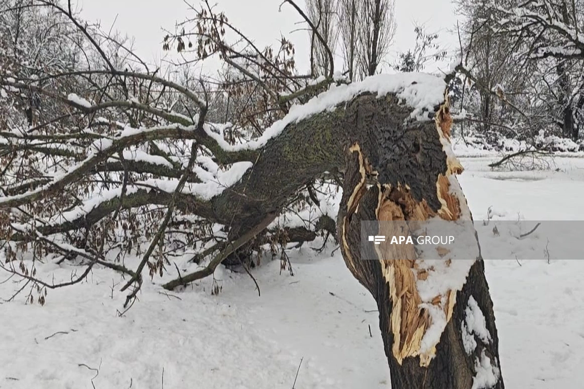 Cəlilabadda qarlı hava yol qəzalarına səbəb olub
