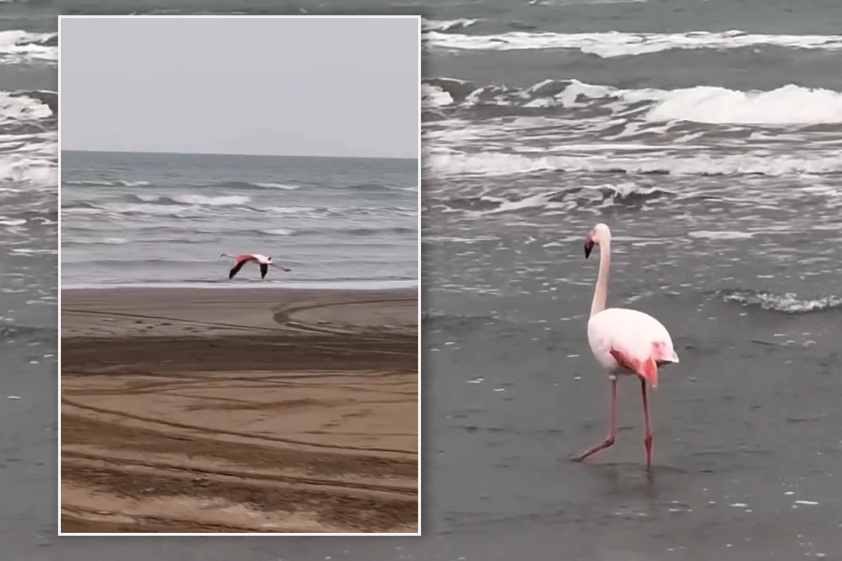 На Каспийском море замечены фламинго