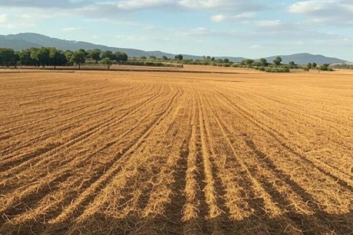 В Азербайджане состоится земельный аукцион: стартовые цены