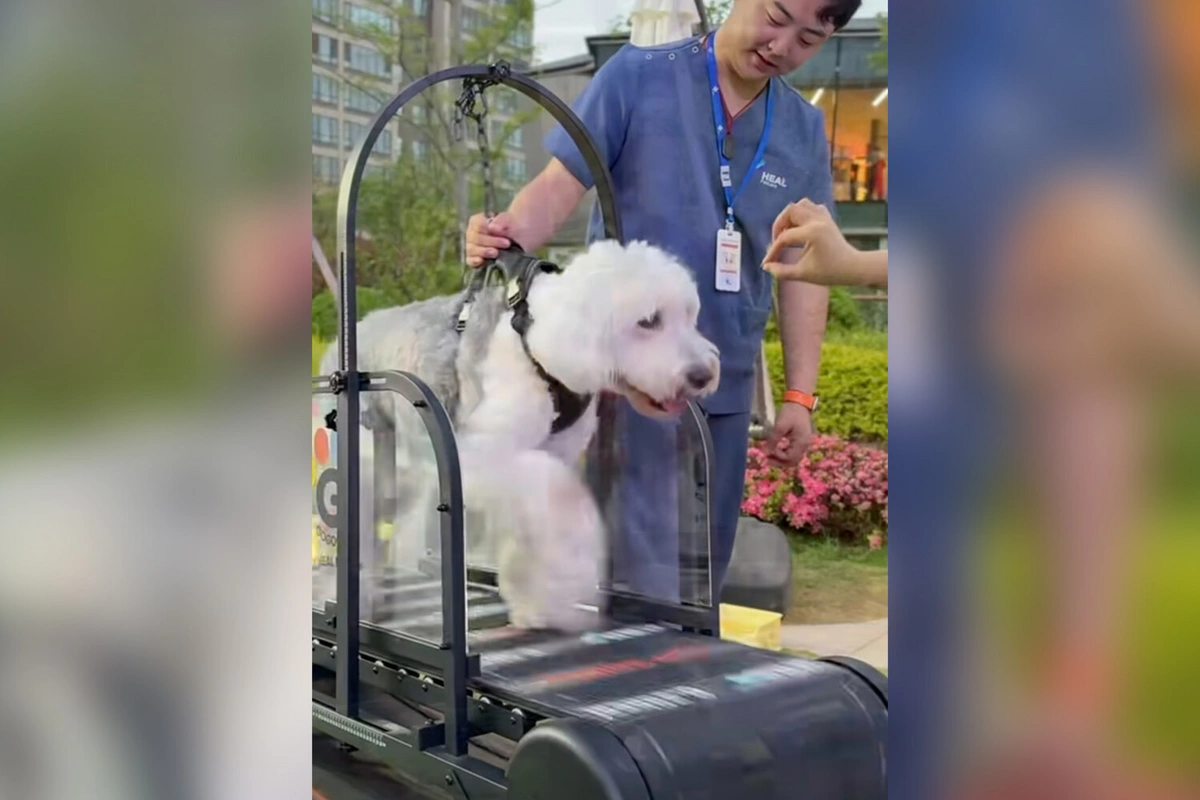 China Built the First Fitness Center for Dogs