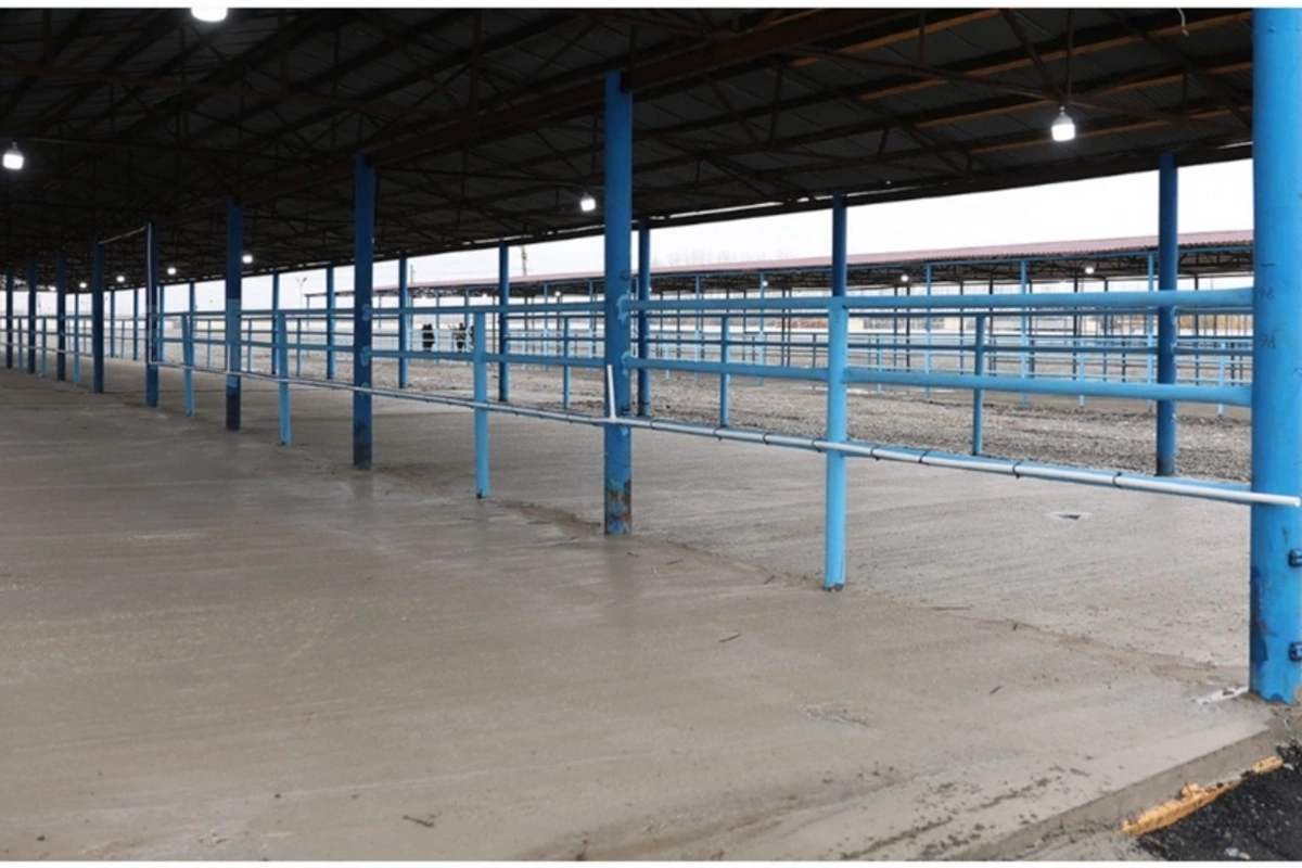 Bərdə heyvan satışı bazarı yenidən fəaliyyətə başlayıb